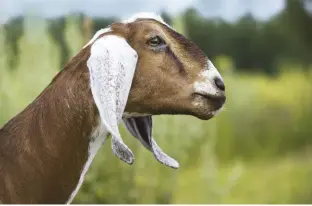  ??  ?? Michigan State University extension estimates that there are more than 2 million goats in the U.S.