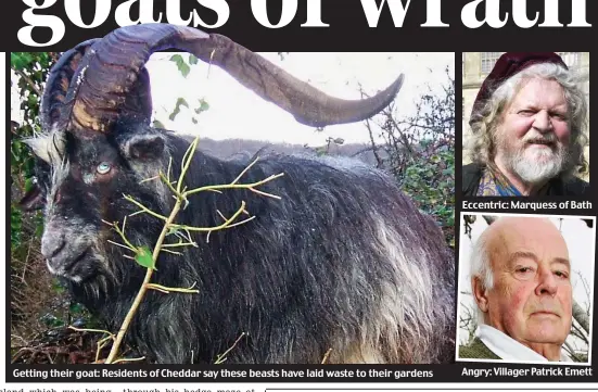  ??  ?? Getting their goat: Residents of Cheddar say these beasts have laid waste to their gardens