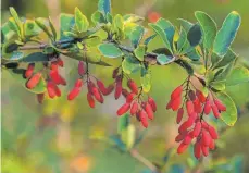  ?? FOTOS: MARION NICKIG ?? Im Herbst zeigt die Gewöhnlich­e Berberitze rote Beeren. Nur die Früchte dieser Gattung sind essbar.