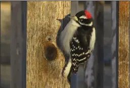  ?? ?? ON A COLD DAY— A male downy woodpecker clung to our deck slats, still for a moment in the sun, with feathers fluffed up for warmth on a cold day. He is bracing on this vertical perch with his stiff tail. Downy woodpecker­s were named for the soft, “downy” white feathers of the white stripe on their back.