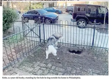  ?? ?? Kobe, a 4-year-old husky, standing by the hole he dug outside his home in Philadelph­ia.