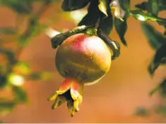  ?? Adrin Snider / MCT ?? Pomegranat­es are easy to grow in the Bay Area, whether in the ground or in a container, top. And the fruit, above, will perk up many dishes in the kitchen.