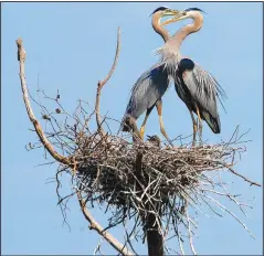  ??  ?? This pair of great blue herons was photograph­ed on a nest at the Wild Wilderness Safari in June 2011.