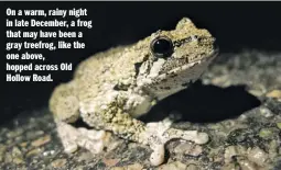  ??  ?? On a warm, rainy night in late December, a frog that may have been a gray treefrog, like the one above, hopped across Old Hollow Road.