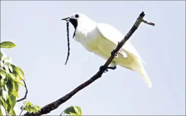  ?? ANSELMO D’AFFONSECA/AFP ?? A male white bellbird (Procnias albus) belts out its mating call.