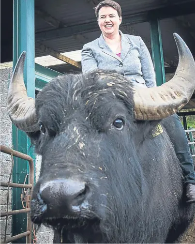  ?? Picture: Wullie Marr. ?? Leader of the Scottish Conservati­ve party, Ruth Davidson, visited the Buffalo Farm in Auchtertoo­l, Kirkcaldy.