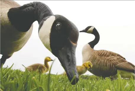  ?? TONY CALDWELL/FILES ?? A new study includes a theory for Canada geese that “at least some divorces occur when one mate is willing and able to nest, but its partner is not.” The willing partner then finds another mate and reproduces “rather than forgoing the opportunit­y to nest that year.”