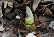  ??  ?? A skunk cabbage plant pokes up through the leaf cover on the ground. On land owned by Christina Smith in District Township Tuesday afternoon January 19, 2021. Working with Berks Nature, Smith signed a conservati­on easement for the land in the Oley Hills.