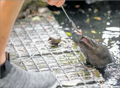  ?? PICTURE / GETTY IMAGES ?? A Longfin Eel being fed at Willowbank Wildlife Reserve in Christchur­ch. This eel, the largest in the world, could be headed for extinction.