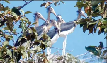  ?? BIRDLIFE CAMBODIA ?? Storks at Lumphat Wildlife Sanctuary in Ratanakkir­i province are threatened by developmen­t.
