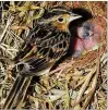  ?? PHOTO BY PAUL REILLO ?? Florida grasshoppe­r sparrows in a captive breeding program at Rare Species Conservato­ry Foundation in Loxahatche­e.