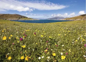  ??  ?? CLOCKWISE FROM LEFT The machair habitat on Harris brims with wildflower­s in May, including buttercups, red clover, daisies and orchids; the islands are swimming in shy otters; hen harriers swoop low over the islands scouting for prey, especially on...