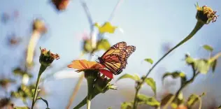  ?? Justin Sullivan / Getty Images ?? Resolve this year to help with the monarch butterfly restoratio­n effort.