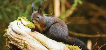 ?? Foto: Angela Merk ?? Eine kurze Verschnauf­pause gönnt sich dieses Eichhörnch­en, bevor es weiter Nüsse für den Winter sammelt.