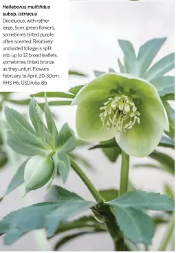  ??  ?? Helleborus multifidus
subsp. istriacus Deciduous, with rather large, 5cm, green flowers, sometimes tinted purple, often scented. Relatively undivided foliage is split into up to 12 broad leaflets, sometimes tinted bronze as they unfurl. Flowers February to April. 20-30cm. RHS H6, USDA 6a-8b.