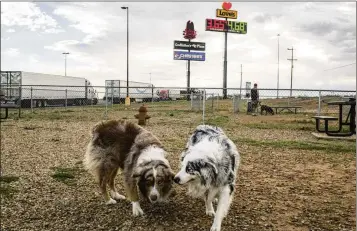  ?? ?? Chevy and Callie use the dog relief area at Love’s Travel Stop in Tucumcari, New Mexico, last month. Highway travel centers are adding amenities like restaurant­s and dog parks to accommodat­e the expanded recharging time of electric vehicle owners.