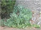  ??  ?? Opuntias are multipurpo­se cactuses that originated in the Americas but are now planted all over the world for their beauty and, with some species, for eating.