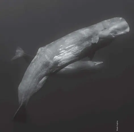  ??  ?? Two adolescent female sperm whales swim purposeful­ly towards a larger female
ABOVE