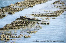  ??  ?? Low tide exposes the the tops of frames.