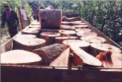  ?? FORESTRY ADMINISTRA­TION ?? Luxury wood sits on a trailer in a section of forest in Kampong Thom yesterday after it was seized by authoritie­s.