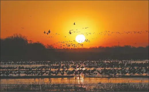  ?? (The Independen­t/Josh Salmon) ?? Many sandhill cranes, Canada snow geese, and even a whooping crane were up early last week at the Crane Trust in Wood River, Neb. The trust isn’t allowing visitors to bird-watch in blinds due to the pandemic, but those craving their bird fix can watch its Virtual Crane Tours — complete with expert guides and all the majesty of the sandhill crane migration — at cranetrust.org/visit/virtual-crane-tours.html . Any $75 or more donation to support Crane Trust’s mission will provide around-the-clock access to a crane viewing camera throughout March. A donation can also be made as a gift to grant access for the recipient.