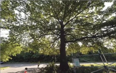  ?? Erik Trautmann / Hearst Connecticu­t Media file photo ?? An oak tree in Norwalk.