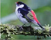  ?? (Wikimedia Commons) ?? PIN-TAILED MANAKIN