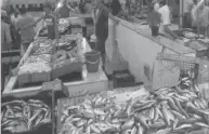  ??  ?? Volet poissons, il y a beaucoup à redire. Entre ce que nous indiquent les mercuriale­s de Bir El Kassaa et ce que nous voyons sur les étals de nos poissonnie­rs il y a tout un monde.