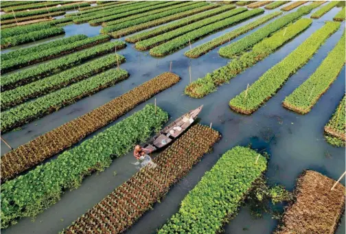  ?? File/reuters ?? A farmer irrigates his floating bed, at his farm in Pirojpur district, Bangladesh.