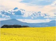  ??  ?? Lomond Hills sit behind acres of rapeseed