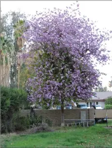  ?? PHOTO KAREN BOWEN ?? The orchid tree is an easy-to-grow tree with hundreds of purple, orchid-like blooms each spring. The blooms form long pods filled with seeds. Plant an orchid tree in fall once the weather cools.