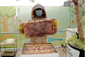  ?? ?? Bioligist Gino Paolo Cala, founder of Apis Green, checks bees at an apiary in Bogota.