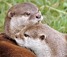  ?? FILE PHOTO ?? The Asian small-clawed otter is classified as ‘vulnerable’ in the Internatio­nal Union for the Conservati­on of Nature’s Red List.