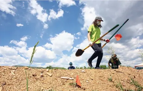  ??  ?? Volunteer Oscar Yaun, 14, takes part in a research investigat­ion into mushrooms’ efficiency at decomposit­ion.