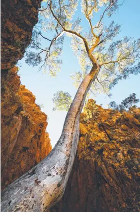  ?? Picture: JULIE FLETCHER ?? Julie Fletcher won the Portfolio Prize for images including this beautiful photograph of a giant gum tree.