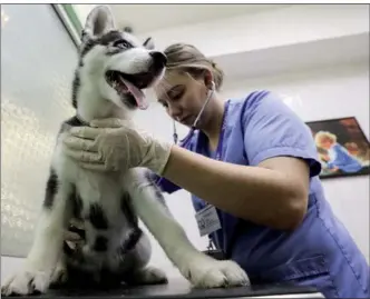  ?? SERGEI SAVOSTYANO­V / TASS NEWS AGENCY ?? A veterinari­an examines a dog at the Zoovet veterinary clinic in Moscow, Russia.