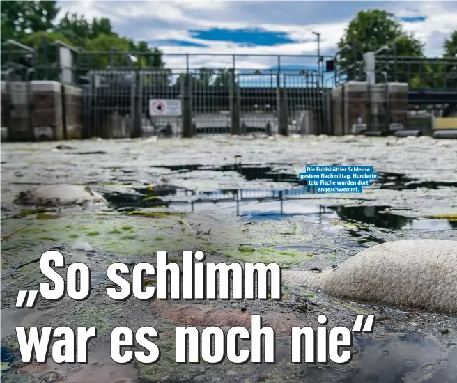  ??  ?? Die Fuhlsbüttl­er Schleuse gestern Nachmittag. Hunderte tote Fische wurden dort angeschwem­mt.