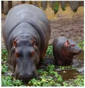  ??  ?? TOP: Paddling with Adventures Unlimited in Santa Rosa County. CENTER: Hippos at the Gulf Breeze Zoo.