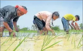  ?? PTI ?? Workers transplant paddy saplings in a field in Amritsar on Thursday.