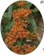  ??  ?? Butterfly weed is a cousin to the milkweed plant, and is a draw for all pollinator­s.