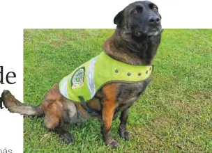  ?? FOTO CORTESÍA ?? Santana, uno de los perros antinarcót­icos más destacados. Según la Policía, este año ha detectado 24 kilos de droga.