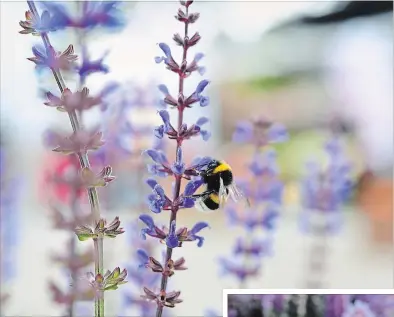  ?? NATIONAL GARDEN BUREAU ?? Hardy salvia are attractive to pollinator­s. Salvia Spring King, Dummen Orange. Salvia Bordeau Compact Sky Blue offers rich violet-blue spikes of colour for the summer border. Hardy salvia will come back reliably year after year.