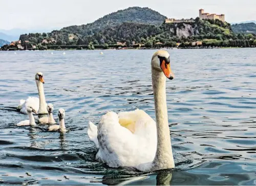  ?? BILD: SN/FRANK KRAUTSCHIC­K - STOCK.ADOBE.COM ?? Blick über den Lago Maggiore auf die Burg Rocca di Angera.