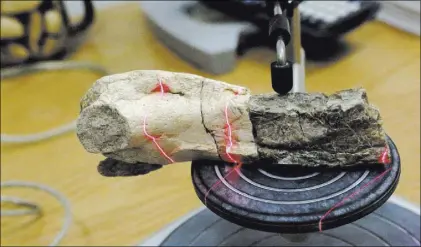  ?? MICHAEL QUINE/LAS VEGAS REVIEW-JOURNAL@VEGAS88S ?? Fossils of bone fragments that were discovered in Nevada are 3-D scanned at the Las Vegas Natural History Museum. The virtual artifact models then can be shared digitally and, with the use of a 3-D printer, even turned into tangible, life-sized...