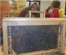  ??  ?? Atelier d’apiculture sur le thème de l’abeille.