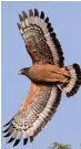  ??  ?? Crested Serpent Eagle