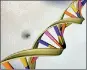  ??  ?? A DNA double helix is seen in an artist's illustrati­on released by the National Human Genome Research Institute (Reuters)