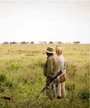  ??  ?? FROM LEFT: A walking safari from Namiri Plains, in the remote eastern corner of the Serengeti; a leopard descends from a tree, Serengeti National Park