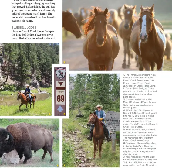  ??  ?? 1. The French Creek Natural Area holds the untouched beauty of French Creek Gorge. Here, Kent Krone crosses French Creek.
2. At French Creek Horse Camp in Custer State Park, you’ll feel peaceful surrounded by forested ridges and listening to a babbling brook.
3. Concession horses at the Mount Rushmore KOA at Palmer Gulch being rounded up for a morning ride.
4. Within the 1.2-million-acre Black Hills National Forest, you’ll find nearly 600 miles of riding trails in varied terrain. Here, Charlene Krone rides Scout along French Creek out of French Creek Horse Camp.
5. The Centennial Trail, marked in red on the map, passes through camp and connects to other trails. This marker is on the trail from French Creek Horse Camp.
6. Be aware of bison while riding in Custer State Park. They may seem lethargic but can unexpected­ly become an enraged ton of charging horns.
7. Kent Krone entering the Black Elk Wilderness on the Harney Peak Trail. Black Elk Peak is the highest peak east of the Rocky Mountains.