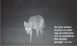  ?? FOTO ANB ?? De twee wolven kunnen nu enkel nog via wildcamera’s en pootafdruk­ken worden gevolgd.